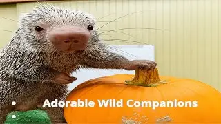 Wild Companions Adorable Moments from the Animal Kingdom