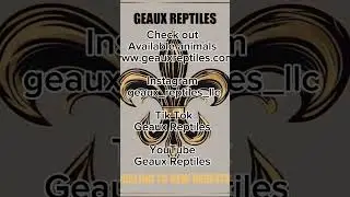 PLEASE SUBSCRIBE AND FOLLOW! ⚜️🐍 #snake #reptiles #ballpython #pets #breeding