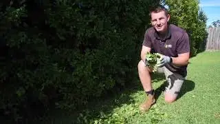Innovative Gardening Tools   Lawn Tips for Winter
