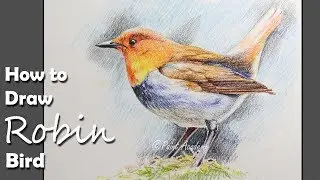 How to Draw A Robin Bird with Colored Pencil | step by step