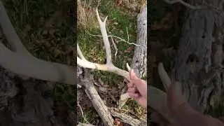 Big Mule Deer Shed Pickup!
