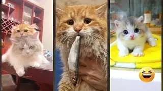 Funny Cats 2024 😹 Funny Cat Videos ❤️ #CazyFunnyCats Episode 1676
