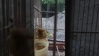 TERAPI AIR HUJAN UNTUK KENARI #shorts