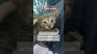 Кошка мурлыка 😽 история как кошка Даси обрела дом часть 2