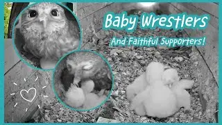 Little Owl Baby Wrestlers💞& Their Faithful Supporters💪 | Little Owls in Hungary 06/2023