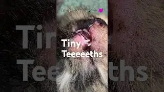 Kitten&rsquo;s Tiny Teeth Are In! 🦷🐾 Watch Out, World!😸😈#cat #kitten #meow #shorts