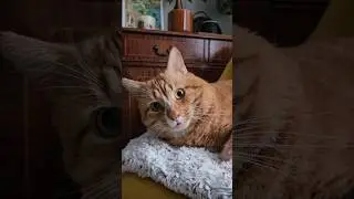 Чопс устал слышать слово 
