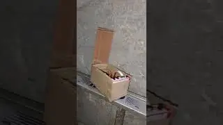 Cardboard new video