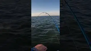 Striped Bass And Bluefish Raritan Bay NJ