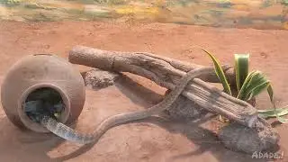 சாரைப்பாம்பு | INDIAN RAT SNAKE #viralvideo #plssubscribe #tq4watching #india #viralsnacks 
