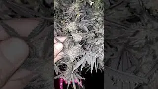 Critical mass harvested 1st plant.