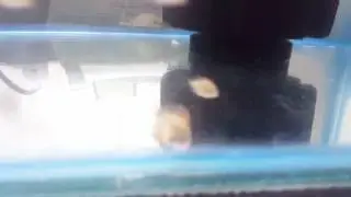 Discus fish babies - Anuj Aggarwal /chandigarh