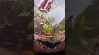 Here&rsquo;s how you add aquasoil! 🌿 #aquariumhobby #aquasoil #aquascaping #plants