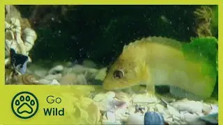 No Mans Land - Inter-Tidal Zone - Animal Instincts - Go Wild