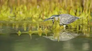 Little heron in the mangroves
