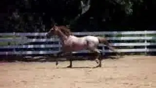 RPSI Approved Pony Stallion: Rummy