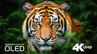 Thrilling Wildlife Moments &ndash; Wild Nature & Animal Encounters in 4K