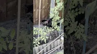 I caught my senior cat, digging like a dog in the garden and then.. #cat #pets #cute