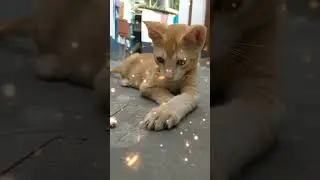 Friendship of cat and cockroach