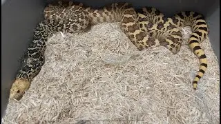 Stillwater Hypo Female Bullsnake