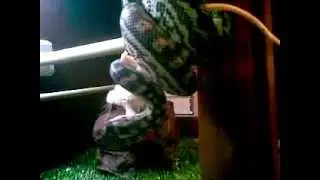 Murraydarling carpet python eating.mp4