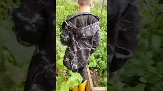 думали что вообще нечего не вырастет. первый урожай.