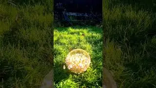 Popcorn's Final Flight!! #Viral #Trending #PopcornChallenge #SlowMotion #EpicFail #SnackTime