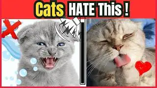 What Cats HATE Most |15 Things Cats Might Surprise You !