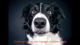 Comprendere il linguaggio del cane per una vita felice insieme