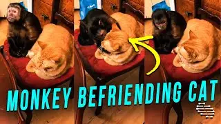 Lady Found Her Monkey Sitting Nicely in a Chair With Her Pet Cat