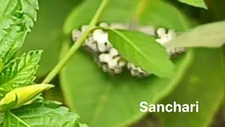 Bangalore butterfly park