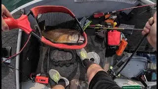 Short: St. Lawrence River Sheepshead - Clayton