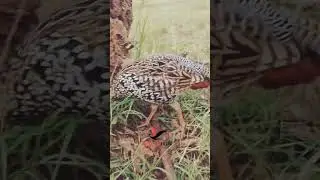 kala teetar patha | black francolin | francolin call #blackfrancolinvoice #francolinsound