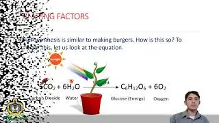 Limiting Factors of Photosynthesis