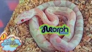 Coral Snow Halo Cornsnake ships out.(Morphmarket)