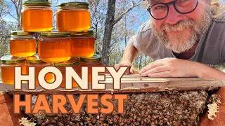 Our new Homestead Beehive is doing AMAZING! We dive into the hive and check out their progress.