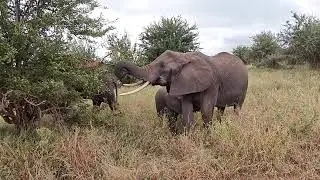 Tarangire elephants grazing