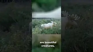 White Moose Hotspots in Ontario Revealed