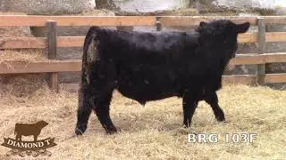 BRG 103F - Diamond T 2019.mp4