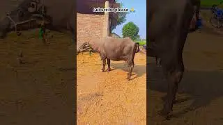 jamana udan dekhta hai -shiv shakti dairyfarm #shorts #viral #dairyfarm #buffalo #farming #ytshorts