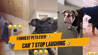 😂 Try Not To Laugh Challenge 2025 | Funniest Pets & Animal Fails 🐶🐱