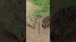Unique method quail trap DIY #shortvideo #youtube #youtubeshorts