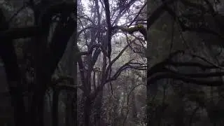 Nature Sound - Forest are Living Dreams Made to Get Beautifully Lost In