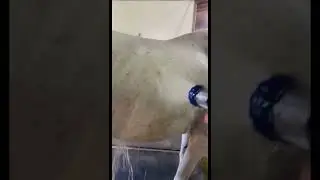 quality cooling 🐴💯💙  #water #cute #horse #horseriding #beautiful #equine #viral #reels #shorts