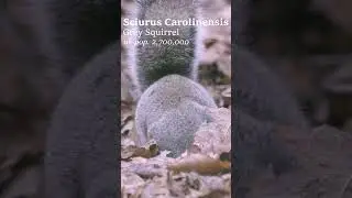 wild GREY SQUIRREL foraging in leaves #shorts #documentary #wildlife #ecology #rewilding #biology
