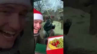 Gorilla react on his Christmas gift #animalsreaction
