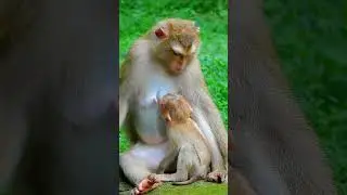 Mum Feels B/ored With Her Baby, She L/azy Nursing. #babymonkey #animals