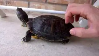 Turtle loves back scratches
