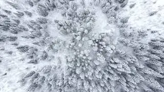 Cinematic Aerial Views of Frosted Trees in Winter