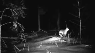 gray fox